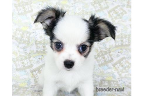 成約済の千葉県のミックス犬-186640の19枚目