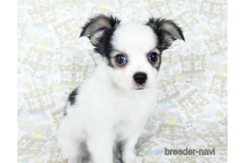 成約済の千葉県のミックス犬-186640の18枚目