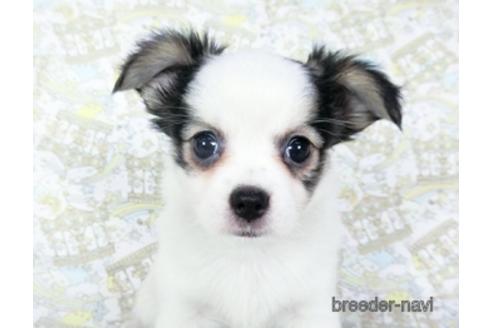 成約済の千葉県のミックス犬-186640の17枚目