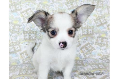 成約済の千葉県のミックス犬-186643の15枚目