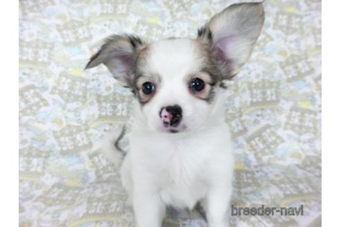 成約済の千葉県のミックス犬-186643の14枚目