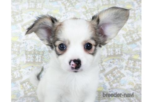 成約済の千葉県のミックス犬-186643の13枚目