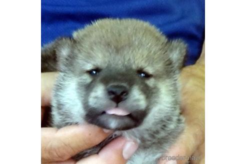 成約済の埼玉県の柴犬-189421の1枚目