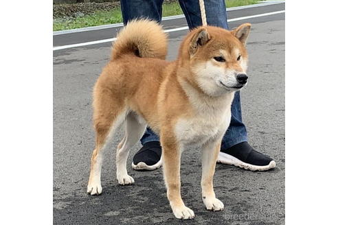 成約済の千葉県の柴犬-189427の3枚目