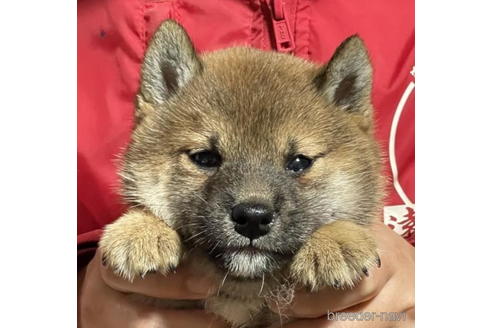 成約済の千葉県の柴犬-189427の1枚目