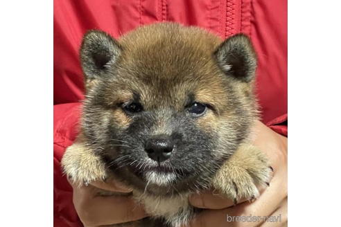 成約済の千葉県の柴犬-189428の1枚目