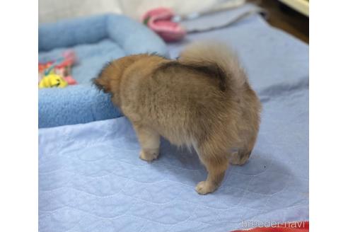 成約済の神奈川県のチワワ(ロングコート)-186545の4枚目