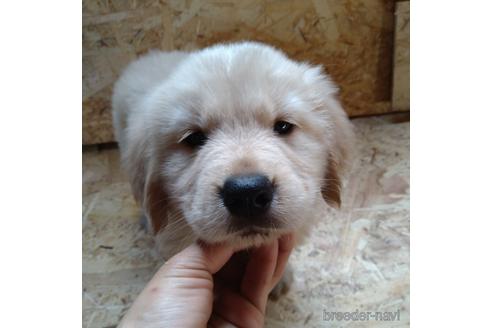 成約済の北海道のゴールデンレトリーバー-189506