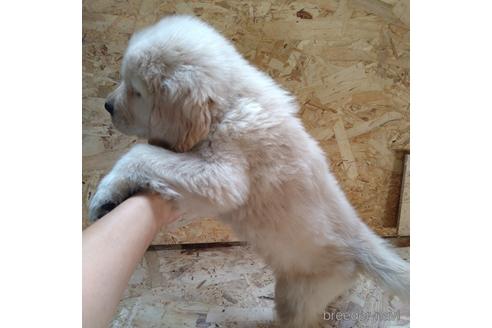 成約済の北海道のゴールデンレトリーバー-189506の4枚目