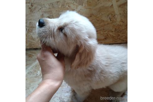 成約済の北海道のゴールデンレトリーバー-189506の3枚目