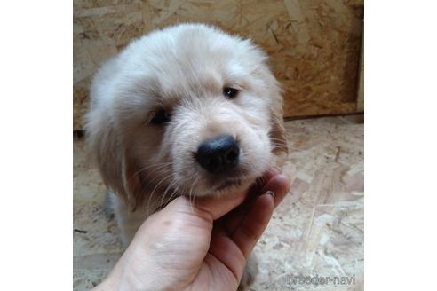 成約済の北海道のゴールデンレトリーバー-189506の2枚目