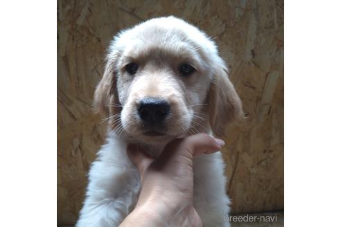 成約済の北海道のゴールデンレトリーバー-189509