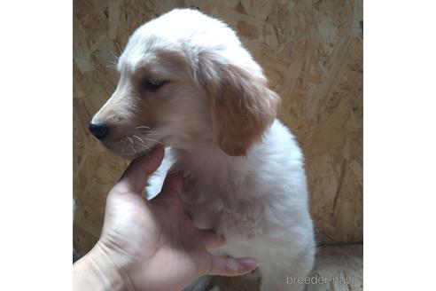 成約済の北海道のゴールデンレトリーバー-189509の3枚目