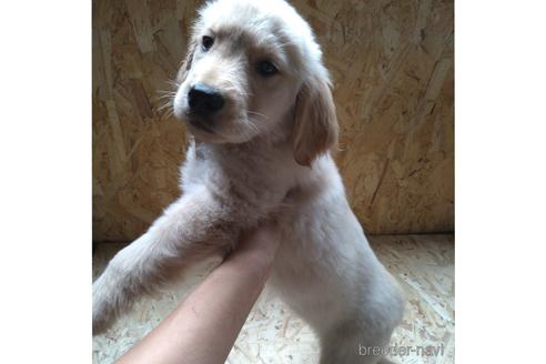 成約済の北海道のゴールデンレトリーバー-189509の4枚目