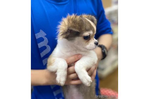 成約済の神奈川県のチワワ(ロングコート)-179997の12枚目