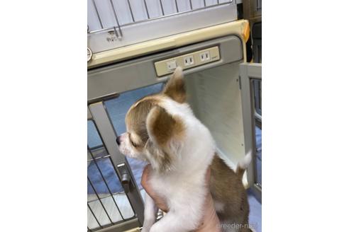 成約済の神奈川県のチワワ(ロングコート)-179995の16枚目