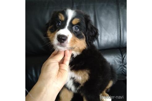 成約済の北海道のバーニーズマウンテンドッグ-189531の5枚目