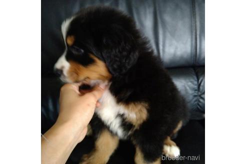 成約済の北海道のバーニーズマウンテンドッグ-189531の2枚目