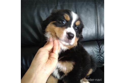 成約済の北海道のバーニーズマウンテンドッグ-189531の3枚目