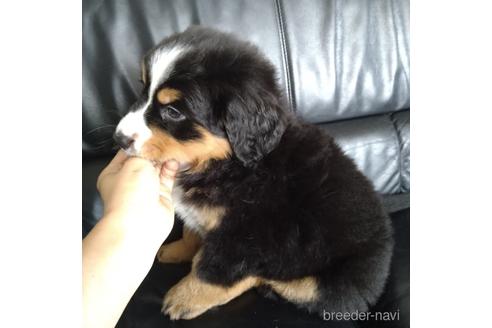 成約済の北海道のバーニーズマウンテンドッグ-189531の4枚目