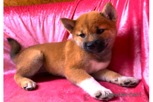 成約済の大阪府の柴犬-189535の4枚目
