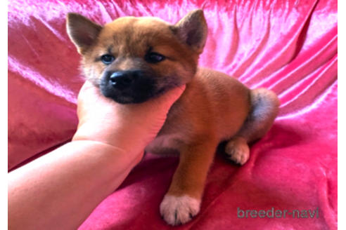 成約済の大阪府の柴犬-189535の3枚目