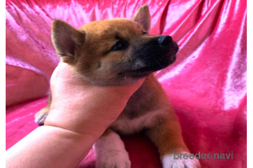 成約済の大阪府の柴犬-189535の2枚目
