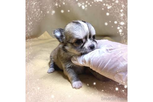 成約済の茨城県のチワワ(ロングコート)-189540の5枚目