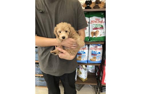 成約済の滋賀県のトイプードル-183131の2枚目