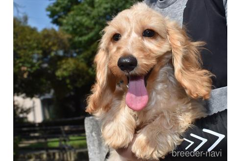 成約済の愛知県のミックス犬-173803の1枚目