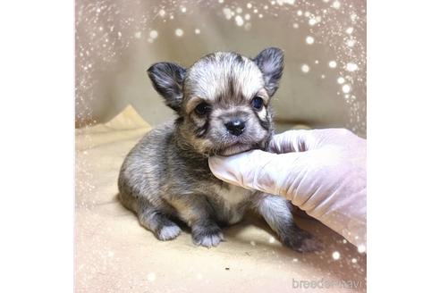 成約済の茨城県のチワワ(ロングコート)-189544の10枚目