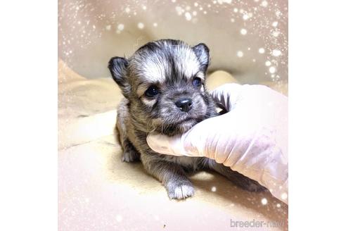 成約済の茨城県のチワワ(ロングコート)-189547の7枚目
