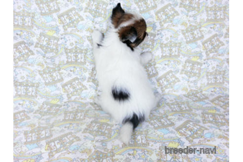 成約済の千葉県のパピヨン-188230の8枚目