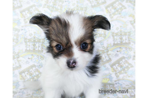 成約済の千葉県のパピヨン-188230の7枚目