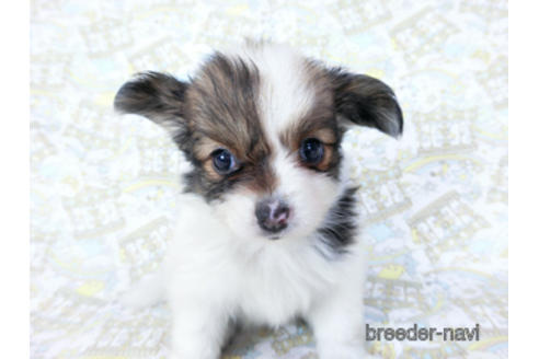 成約済の千葉県のパピヨン-188230の6枚目