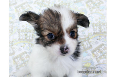 成約済の千葉県のパピヨン-188230の5枚目