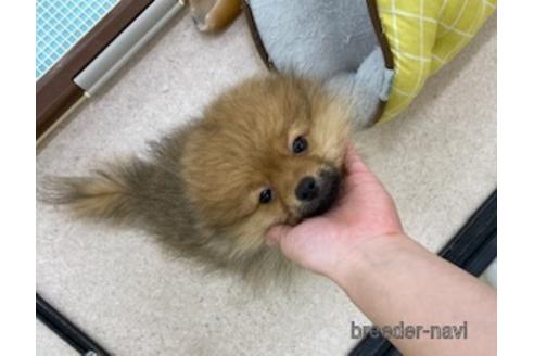 成約済の北海道のポメラニアン-182076の11枚目