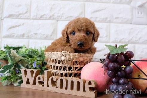 成約済の滋賀県のトイプードル-189640