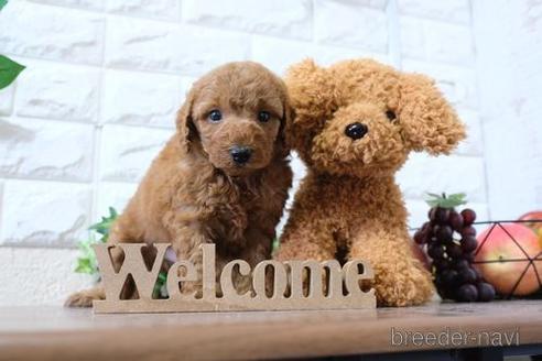 成約済の滋賀県のトイプードル-189640の2枚目