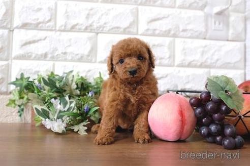 成約済の滋賀県のトイプードル-189644の1枚目