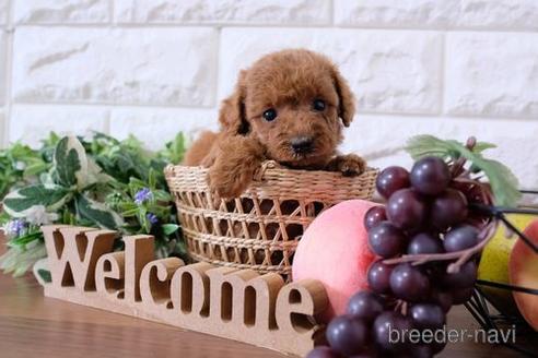 成約済の滋賀県のトイプードル-189644の4枚目