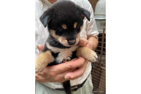 成約済の広島県の柴犬-189645の3枚目