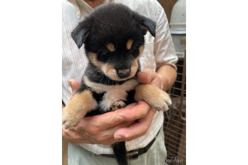 成約済の広島県の柴犬-189645の4枚目