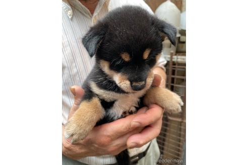 成約済の広島県の柴犬-189645の2枚目