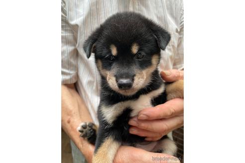 成約済の広島県の柴犬-189647の1枚目