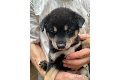 成約済の広島県の柴犬-189647の2枚目