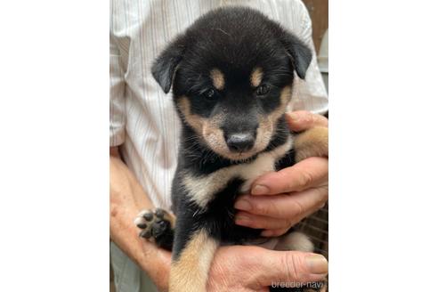 成約済の広島県の柴犬-189647の3枚目