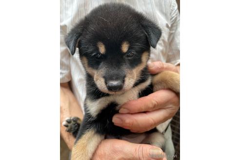 成約済の広島県の柴犬-189647の4枚目