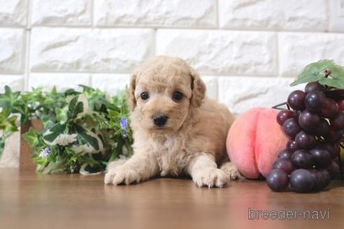 成約済の滋賀県のトイプードル-189655の1枚目