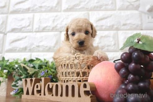 成約済の滋賀県のトイプードル-189655の4枚目